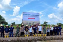 PT Timah Tbk Panen Raya Bawang Merah Bersama PJ Gubernur Babel di Danau Nujau Beltim