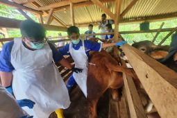 Kementan memasok 4.150 dosis vaksin PMK untuk ternak di Garut