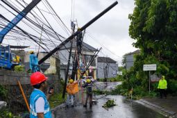 PLN normalkan jaringan dampak hujan dan angin kencang di Bali