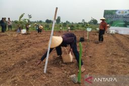 Pemkab Indramayu menyediakan 4.400 ha lahan untuk program agroforestri