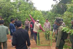 BPBD Pesisir Barat pasang kandang jebak atasi gangguan harimau