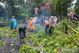 Cuaca ekstrem sebabkan sejumlah pohon  tumbang di Kabupaten Tabanan
