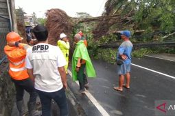 BPBD Bali fokus tangani dampak puluhan kejadian akibat hujan lebat