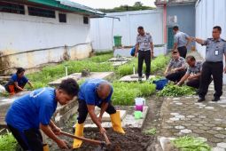 Amuntai Penitentiary cultivates various vegetables to coach inmates