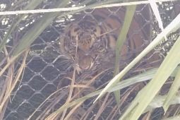 Harimau Sumatra masuk kandang jebak di Aceh Timur