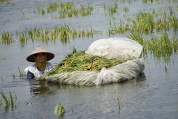 19 desa di Pati Jawa Tengah terdampak banjir