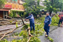 BPBD Kota Denpasar imbau masyarakat waspada pohon tumbang