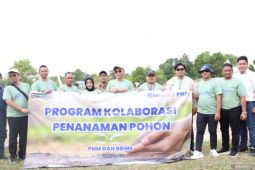 Wujud kepedulian terhadap lingkungan, BRI Insurance-PNM Babel tanam 1.000 bibit pohon