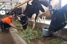 Lebih dari 1.290 ekor sapi di Jabar terpapar bakteri "brucella"