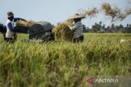 Produksi beras diproyeksikan meningkat