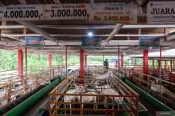 Peternakan kambing perah