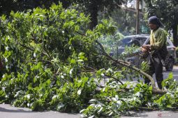 Pepohonan di Taman Bulan Jakarta Barat dipangkas