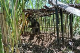 Seekor beruang madu muncul di pemukiman warga di Agam
