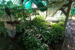 Bangkitnya kembali kakao dari Tanah Papua