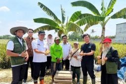 Tingkatkan hasil pertanian, DKP Tangerang terapkan metode jajar legowo