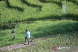 Tapanuli Selatan alokasikan dana desa perkuat ketahahan pangan
