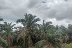 BI Jambi sebut pentingnya pemda kawal produktivitas pertanian jaga perekonomian