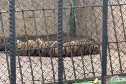 UPTD Taman Rimba Jambi pastikan kondisi harimau tua dalam keadaan sehat