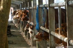 Pedagang keluhkan harga jual sapi turun akibat dampak PMK