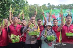 Polres Bangka Tengah panen jagung manis dukung ketahanan pangan