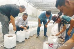 Pj Bupati Taput tinjau pengembangan tanaman berbuah dengan "smart green house"