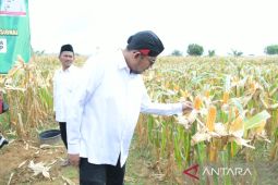 Pemkab Sumenep dukung  swasembada pangan melalui program terintegratif