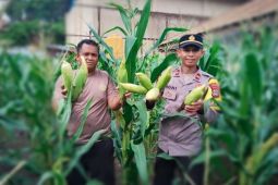 Polres-Donggala pantau kebun petani guna wujudkan ketahanan pangan