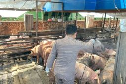 Karantina Sulut sebut perlu kolaborasi  antardaerah atasi penularan PMK