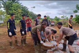 Bengkayang genjot produktifitas jagung mendukung ketahanan pangan