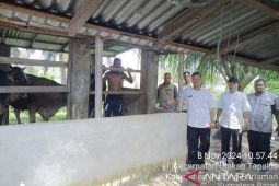 Populasi kerbau di Padang Pariaman menurun