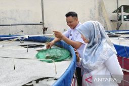Kota Cirebon kembangkan benih udang vaname di lahan sempit