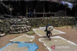 Jelang panen raya masyarakat adat Suku Badui