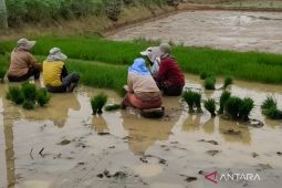 Mukomuko usulkan pembangunan irigasi untuk 1.000 hektare sawah