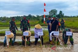 Kolaborasi meningkatkan produksi padi di ujung Negeri