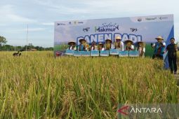 Memupuk Ciayumajakuning menjadi lumbung padi nasional