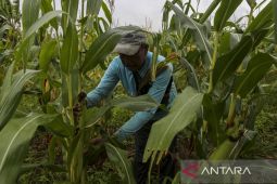 Pemerintah naikkan HPP jagung