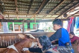 Pemkab Situbondo dapatkan 21.750 dosis vaksin PMK dari Kementan