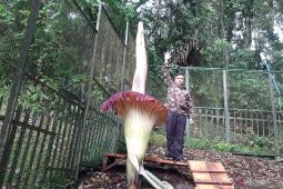 Bunga bangkai Kebun Raya Cibodas Cianjur mekar di awal 2025