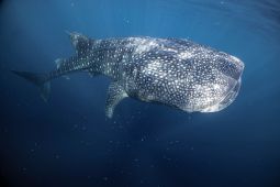 Menjaga harmonisasi hiu paus dan manusia di Teluk Saleh Sumbawa