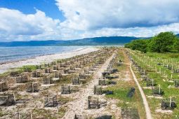 KKP lakukan program penanaman vegetasi perkuat mitigasi pantai rawan bencana