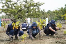 PNM bersama relawan bakti BUMN tanam 1.000 bibit pohon mangrove di Donggala Sulteng