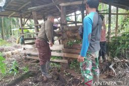 Pemkab Tanjabtim terima 500 dosis vaksin PMK