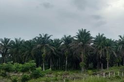 Harga tandan buah segar sawit Riau naik Rp112,49 perkg
