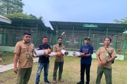 BKSDA amankan empat ekor burung kakaktua Maluku berikut pemiliknya