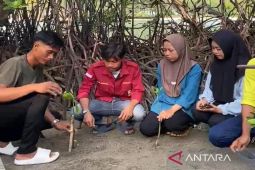 Lampung Selatan tanam 500 pohon mangrove di Pulau Sebesi