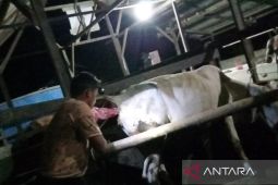 Penajam  lakukan kawin suntik 1.350  ekor sapi indukan produktif