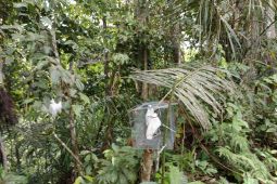 BKSDA Maluku lepasliarkan satwa liar dilindung di Gunung Sibela, Maluku Utara
