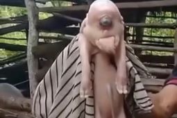 Misteri anak babi bermata satu di NTT diduga karena siklopia. Apa itu?