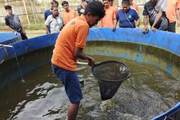 Lapas Timika panen ikan lele hasil budidaya warga binaan