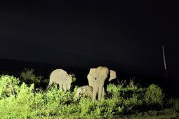 Menikmati potret keharmonisan di Way Kambas